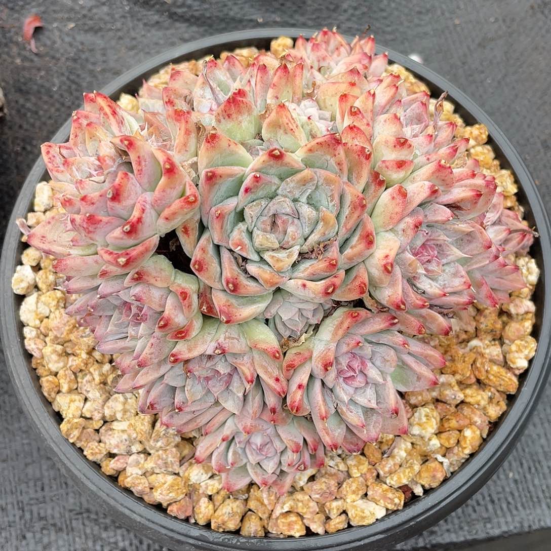 多肉植物一物一拍