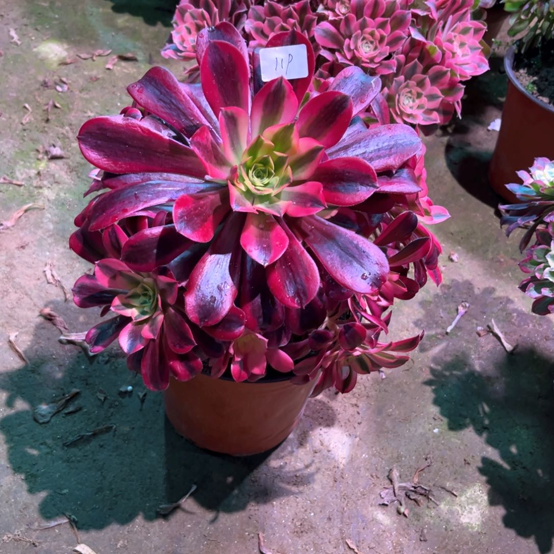 多肉植物美杜莎119