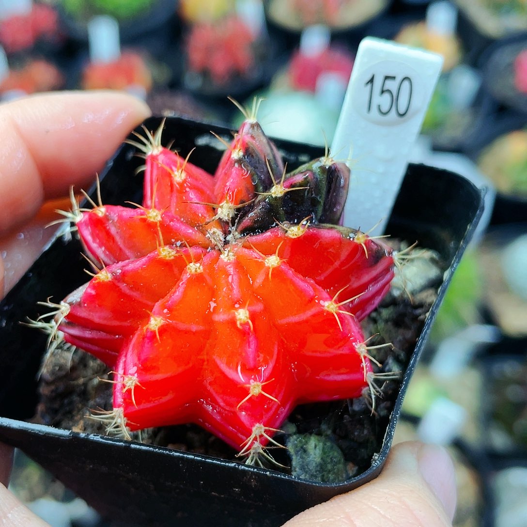 非偏远地区满25包邮仙人球