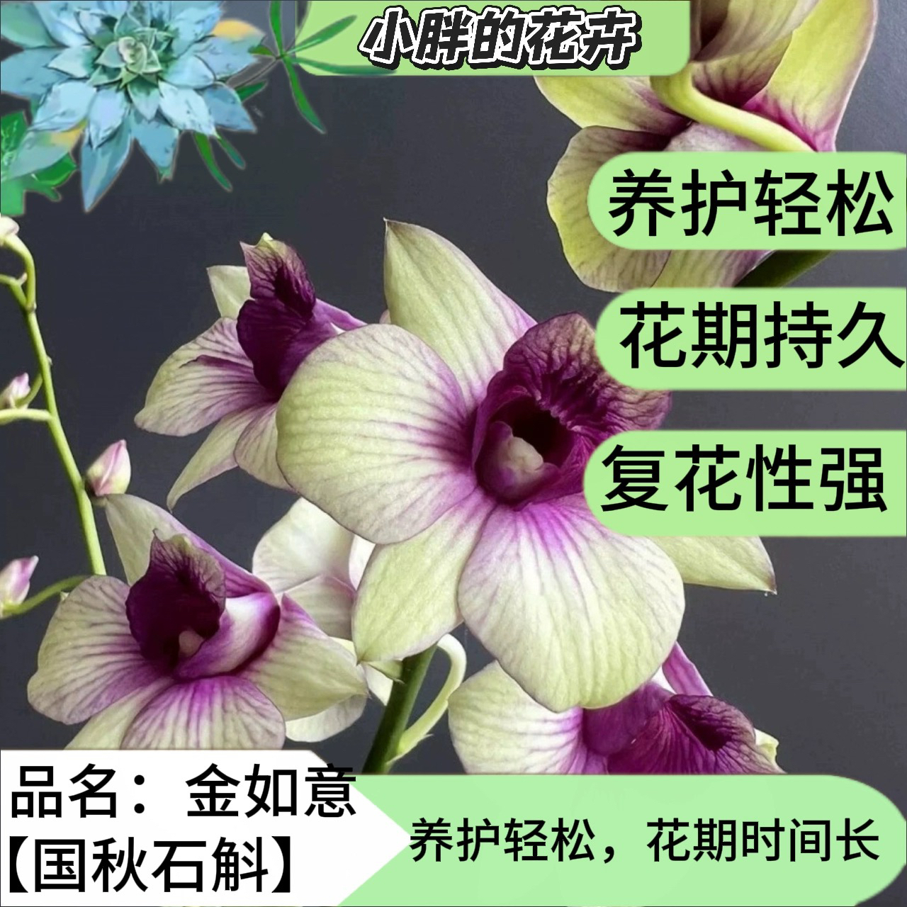 【小胖】 【金如意】 冻伤不售后