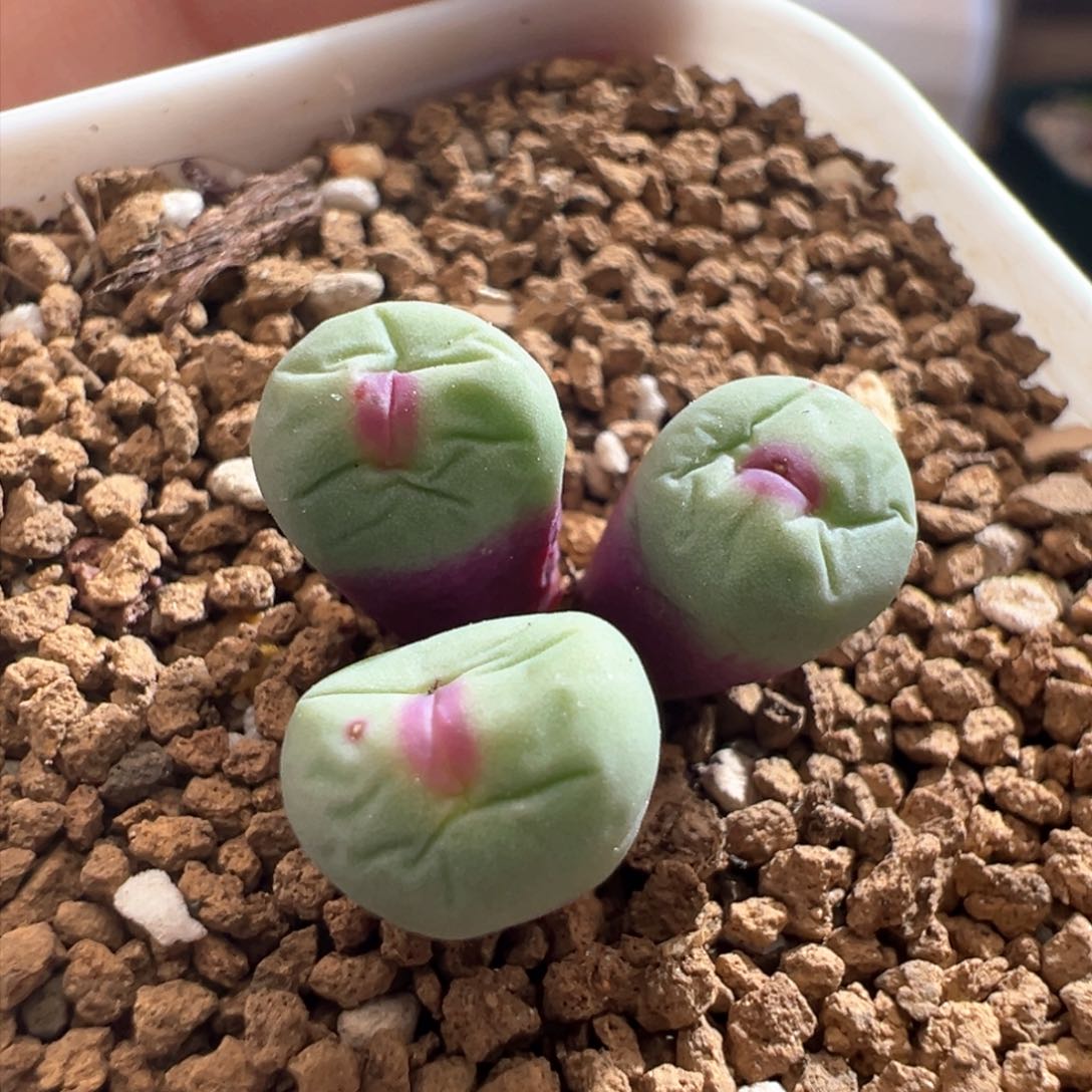 743。0089红嘴 多肉