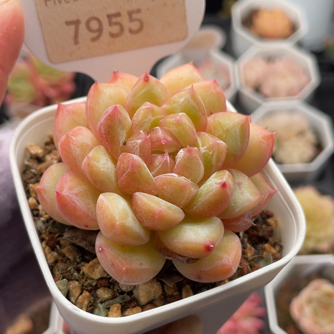 钻石珍妮7955-5.8厘米