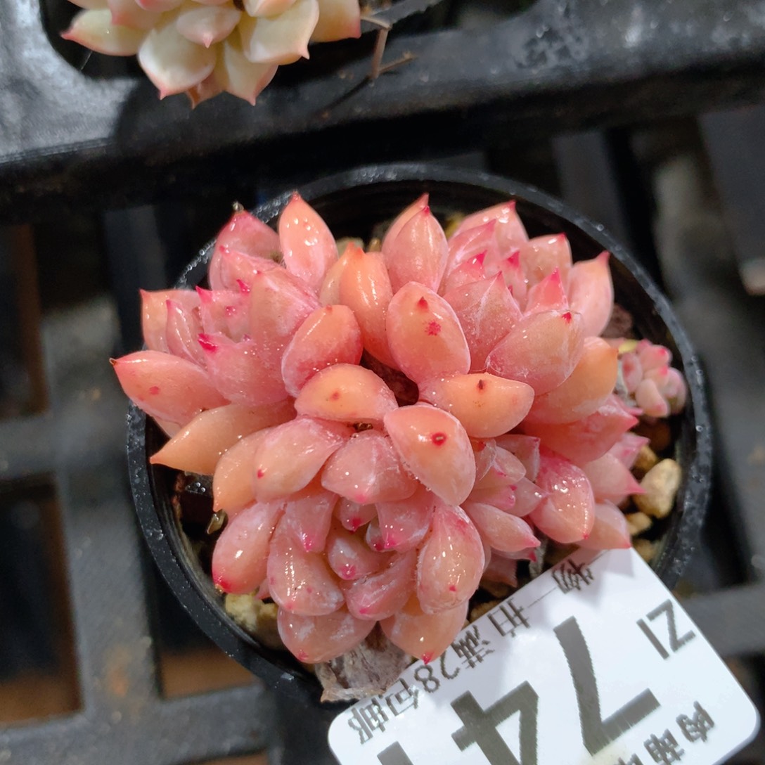 5CM拇指盆精控多肉ZI741