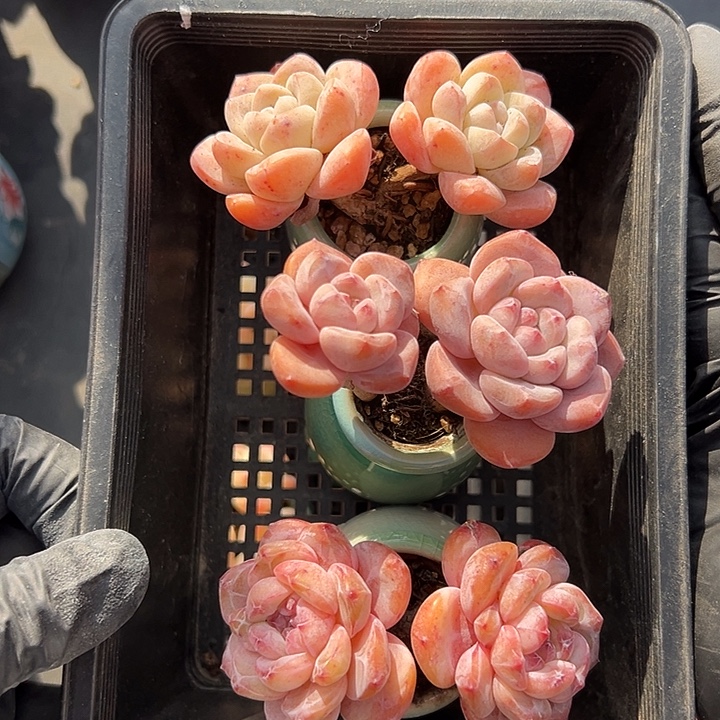 3158，三个双头带盆00000