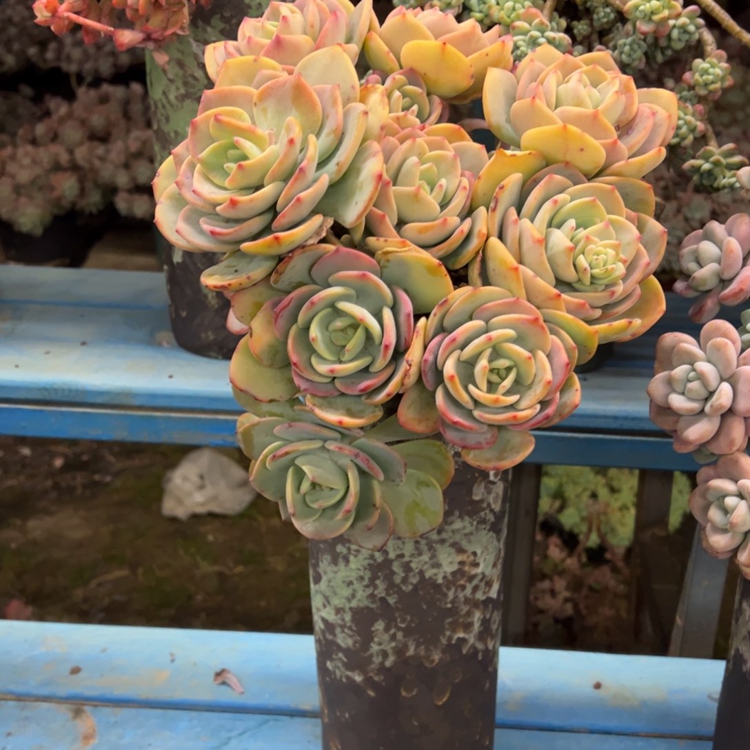 露养老桩脱土裸根白月光