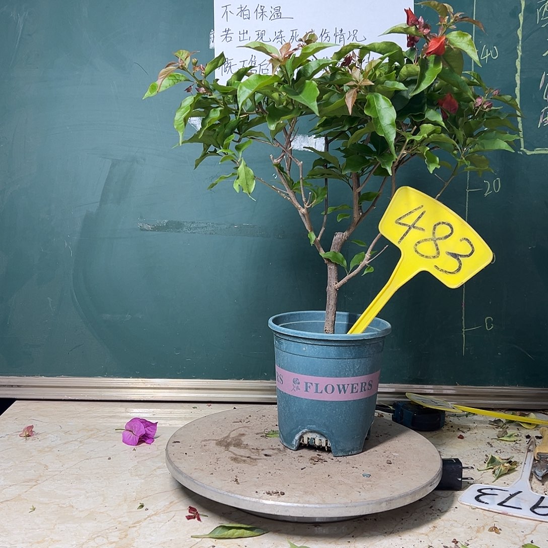 完全开放热火桑巴 483