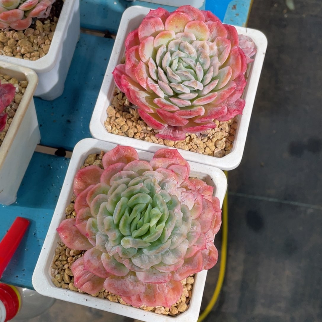 1228-4-大单头泡泡纱裙十厘米