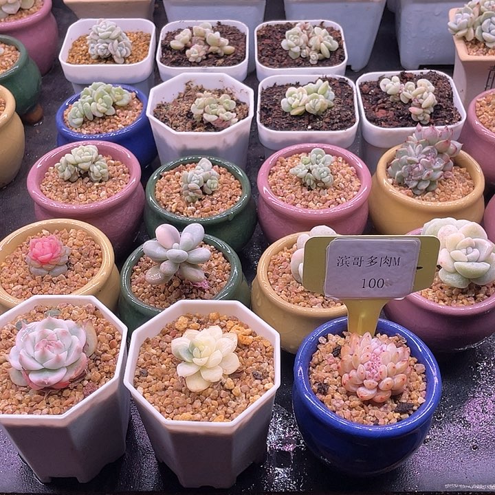 滨哥多肉M100星星橙缀化