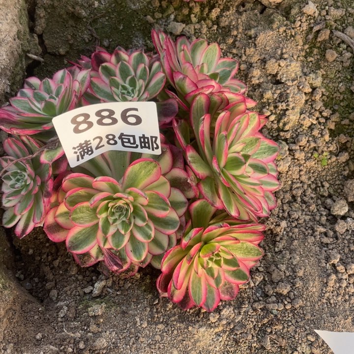 886三号棚倾城多肉