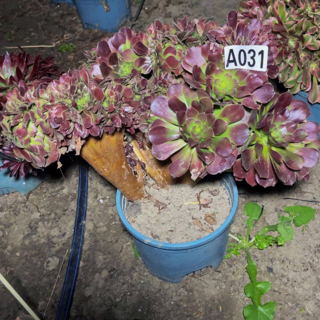 荷兰法师28////43。包邮