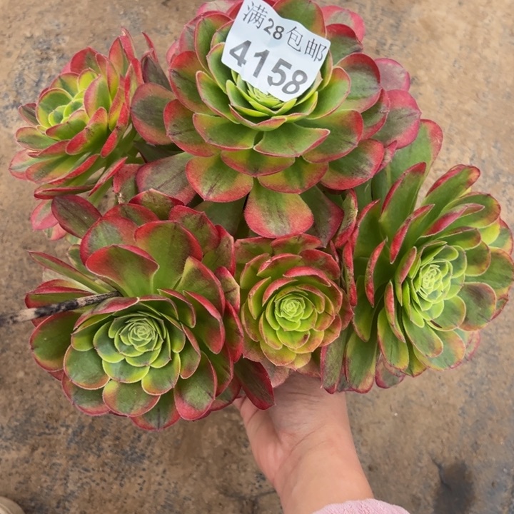 4158奶白多肉植物