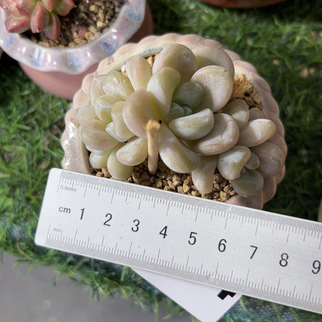 644 满38包邮一物一拍