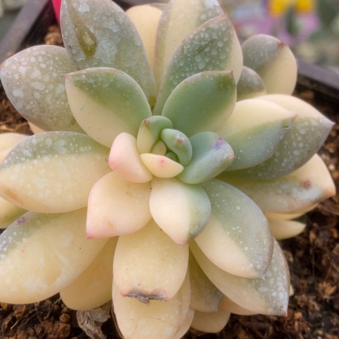 405橙子锦锦锦锦锦锦锦锦