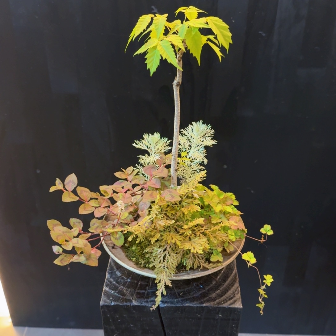 无花朵山野草斗笠盆