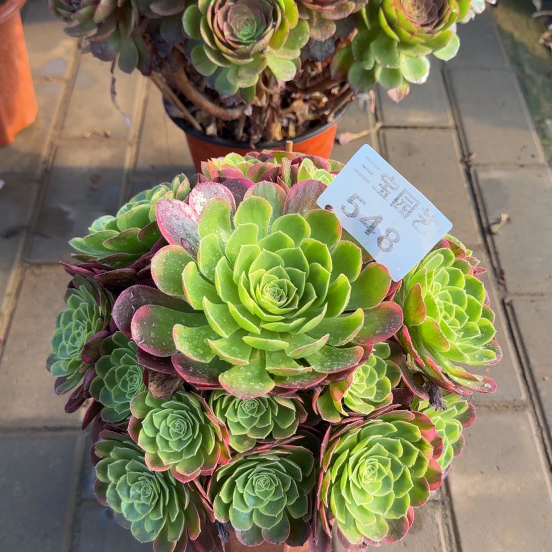 多肉植物548奶白锦