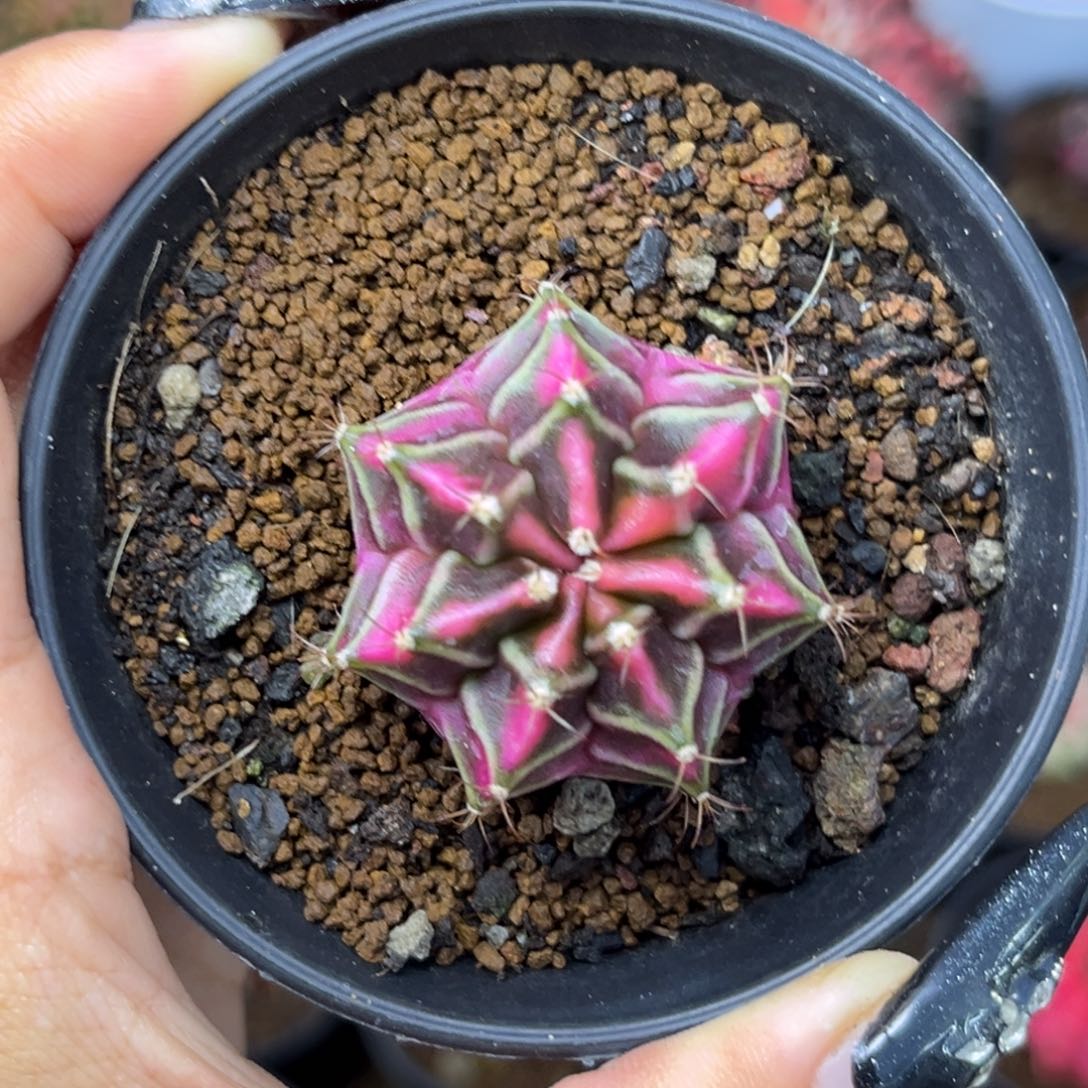侧牙米哈锦 带盆土发货