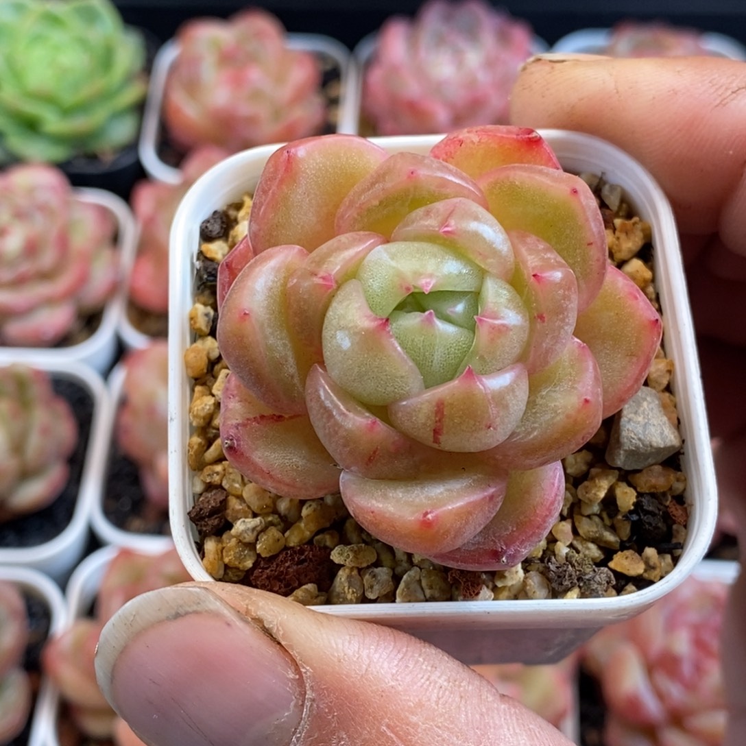 天官赐福百无禁忌