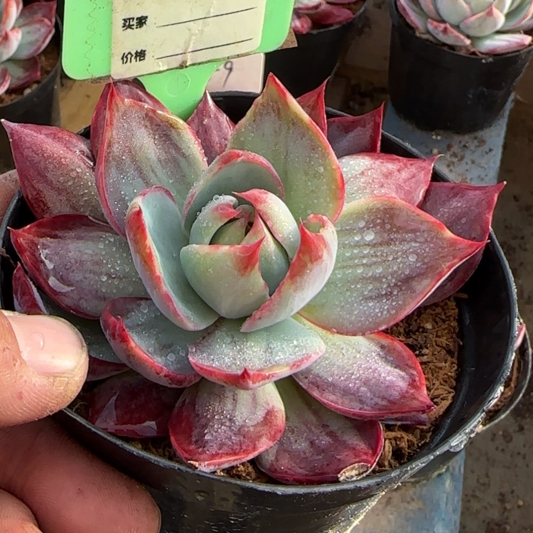 惊鸿一物一拍包装收缩花旱888