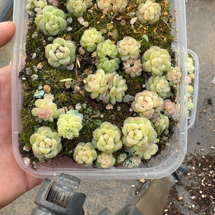128珍妮饭盒混搭一组