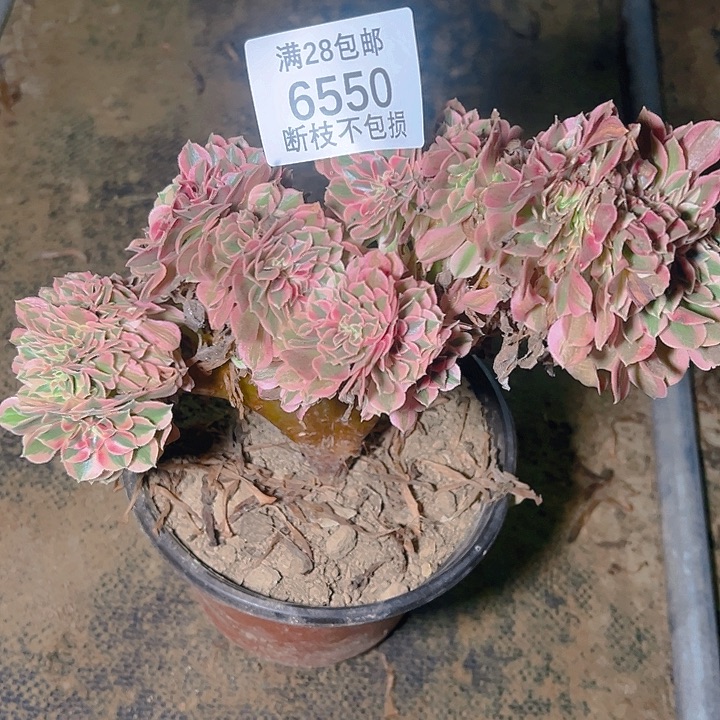 李***6550粉女巫缀多肉植物