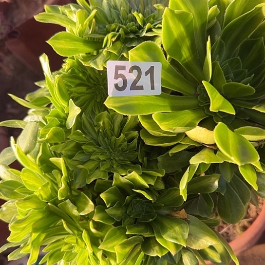瞎***淡多肉植物一个琉璃