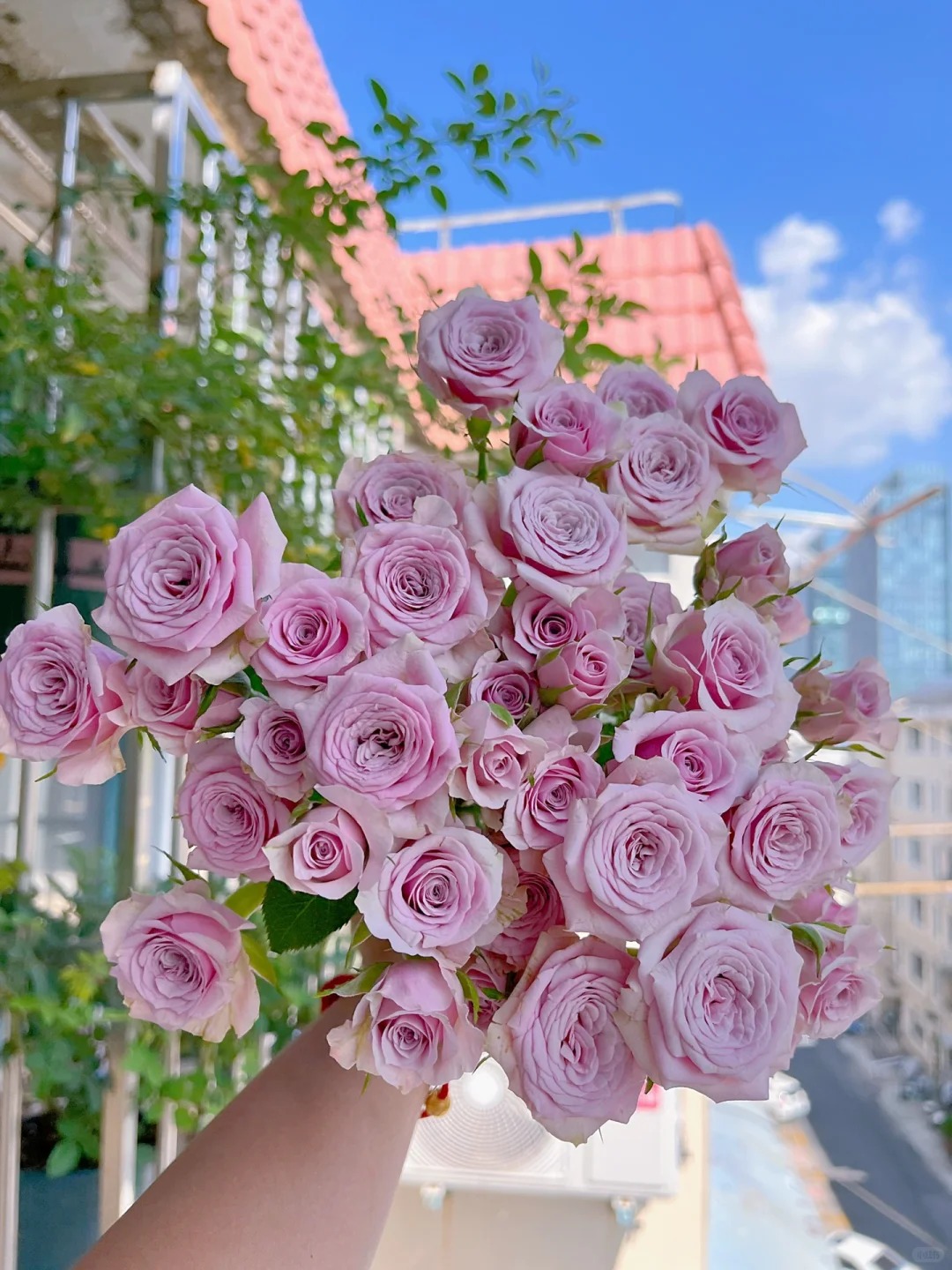 【莱拉】  多头泡泡  一单包邮  云南昆明斗南基地直发