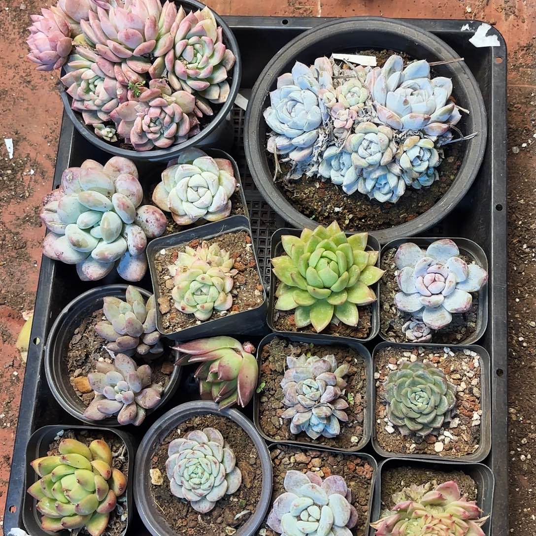 多肉植物宽拍137号