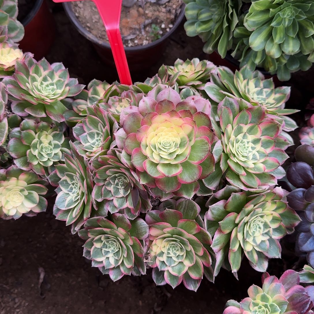 4506海仙多肉法师