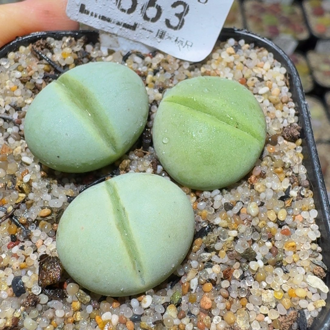 Ssss精品生石花663