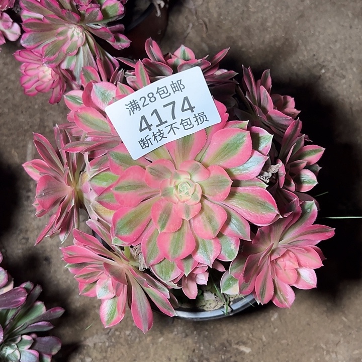 4174粉女巫多肉植物