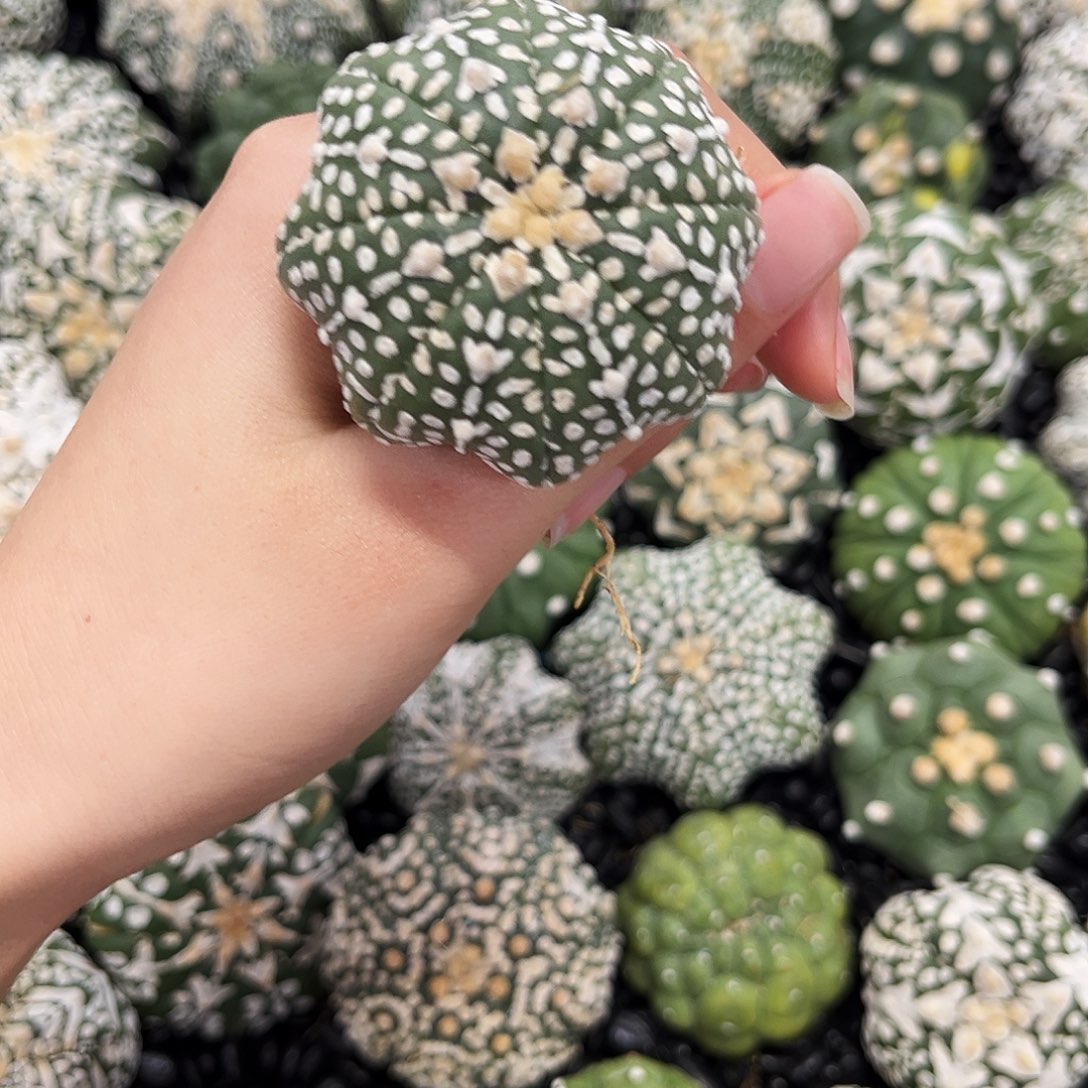 琉璃兜兜哈哈哈哈哈