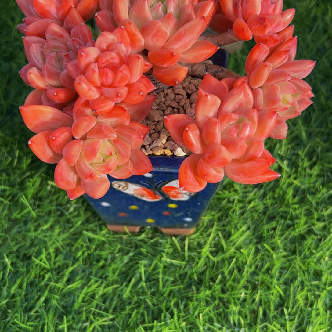 慧*小叶香槟小老桩6号