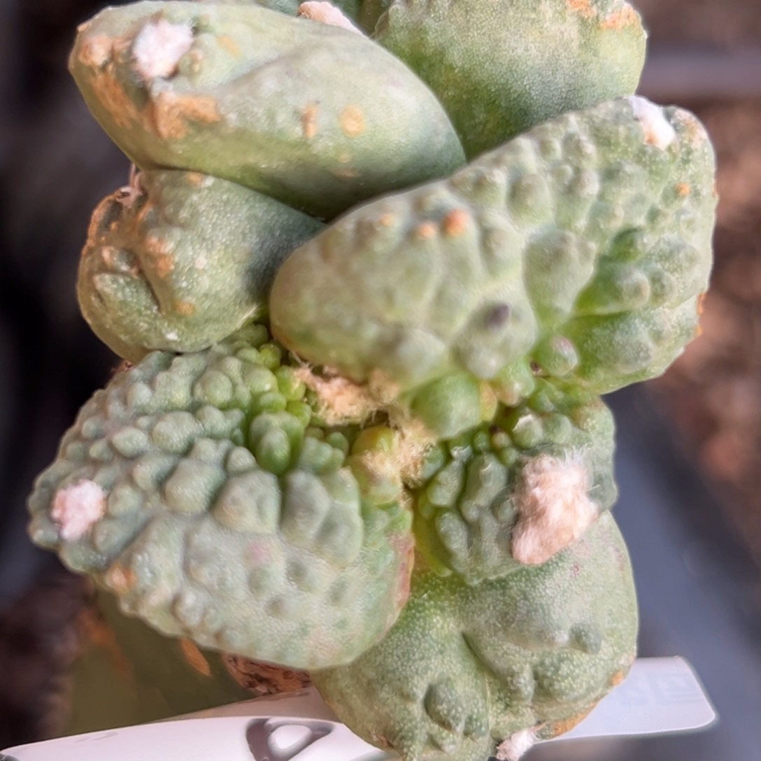 笑***云634 仙人球的比赛将于