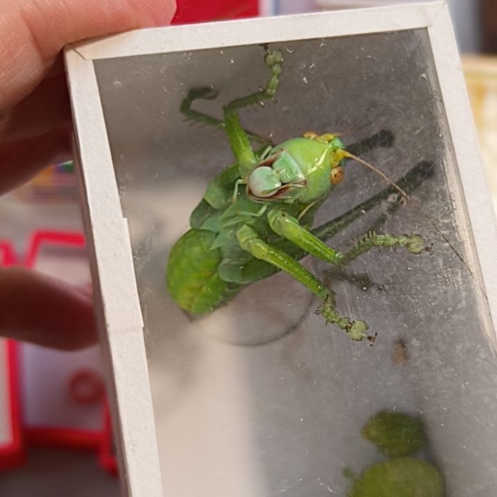 新到天津白菜绿蝈蝈