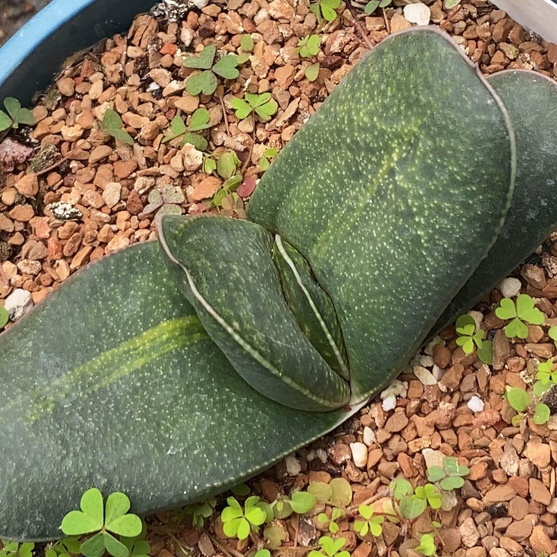 花***友不带盆脱土裸根发货