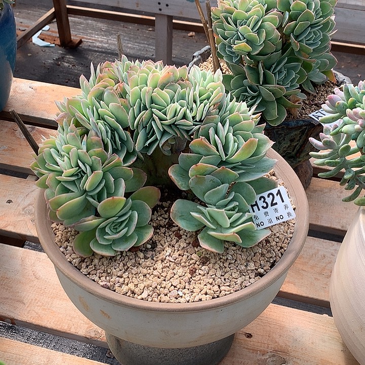 银翼缀化 非偏远38包邮 节后发