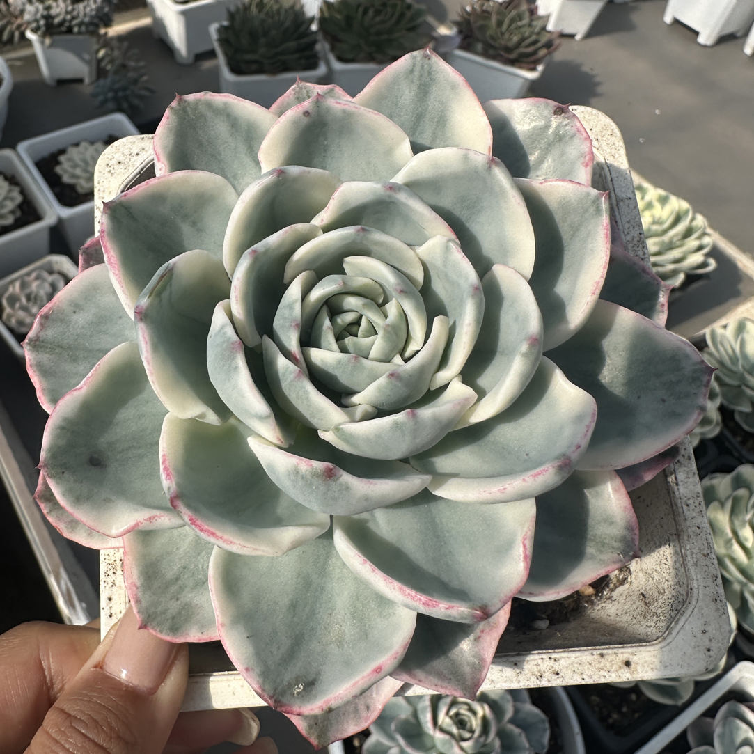 奶油黄桃锦，覆轮锦