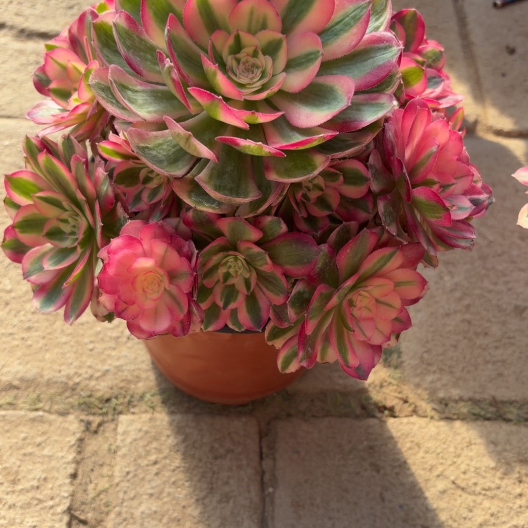 静***夜倾城老桩福利962肉肉肉肉