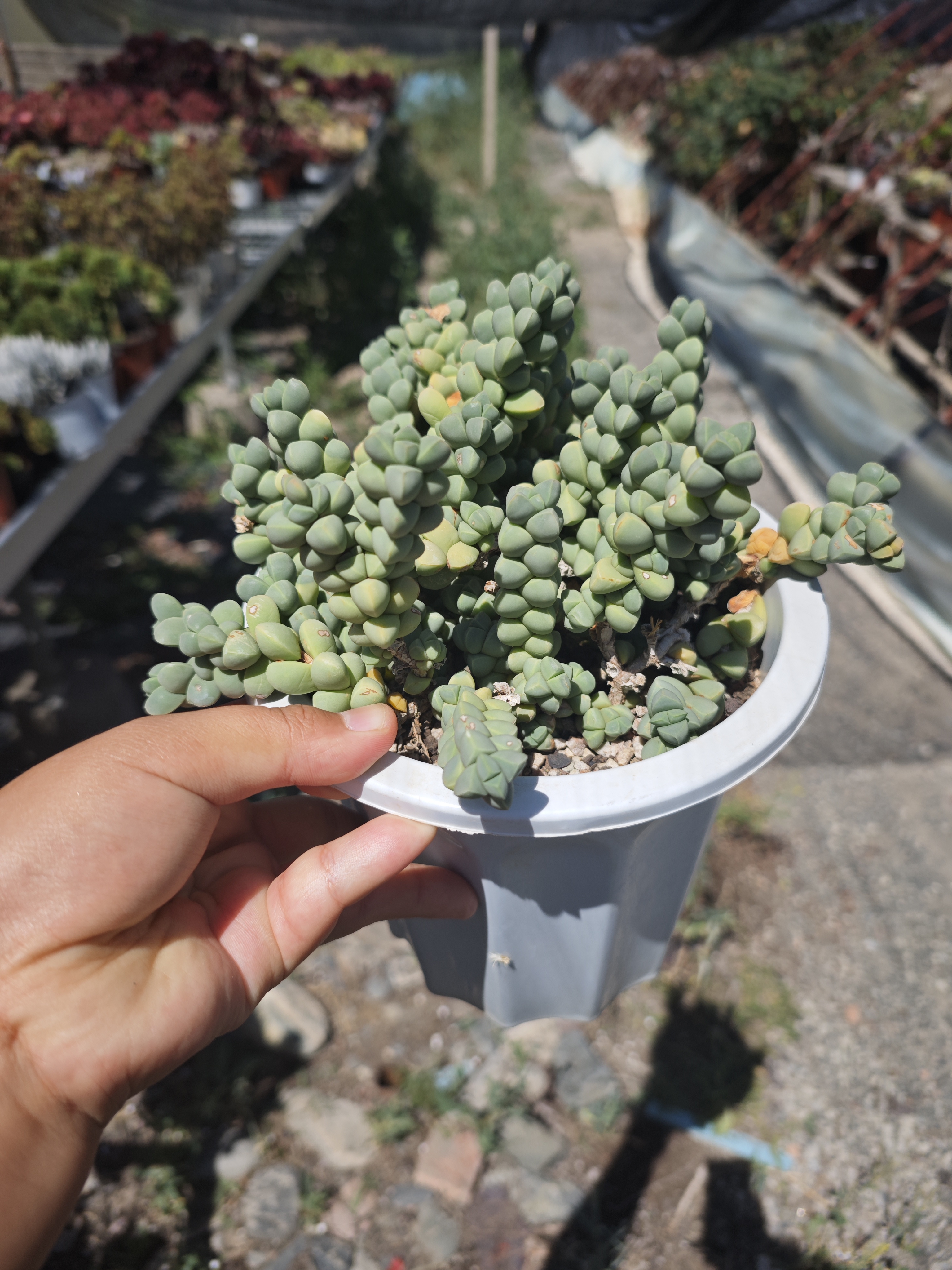 鹿角海棠大盆14口径