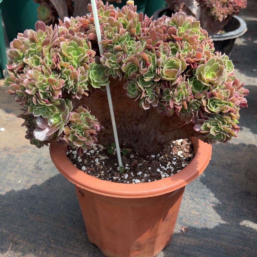 玫瑰缀化老桩整版朵朵