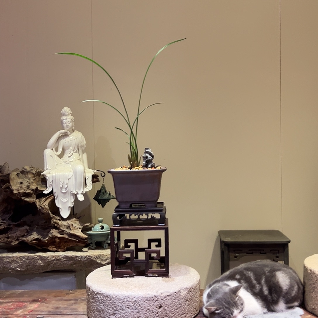 汀***生大部分花苞少量开放春剑黄荷