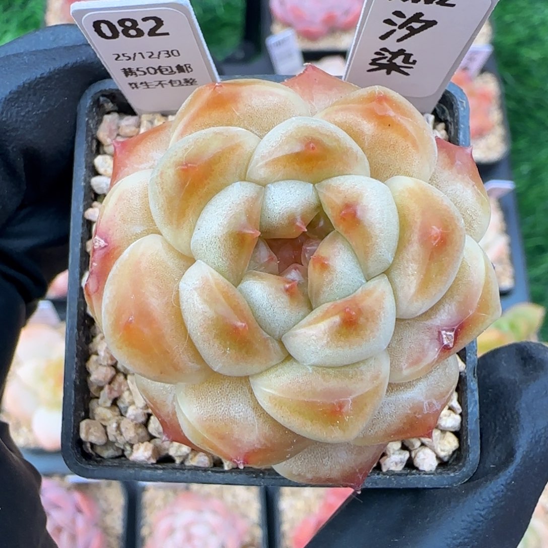 当***归082   汐染   5厘米盆