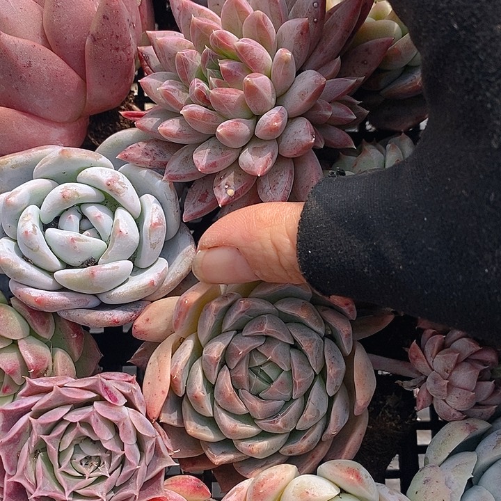 106 多肉植物盆栽花卉植物