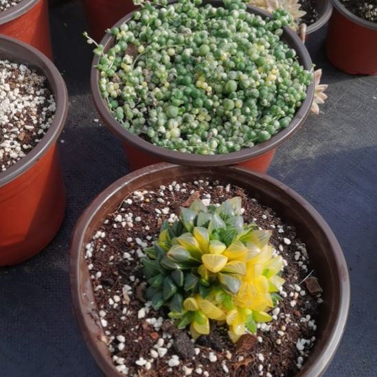 珠串锦15元+姬寿锦25元