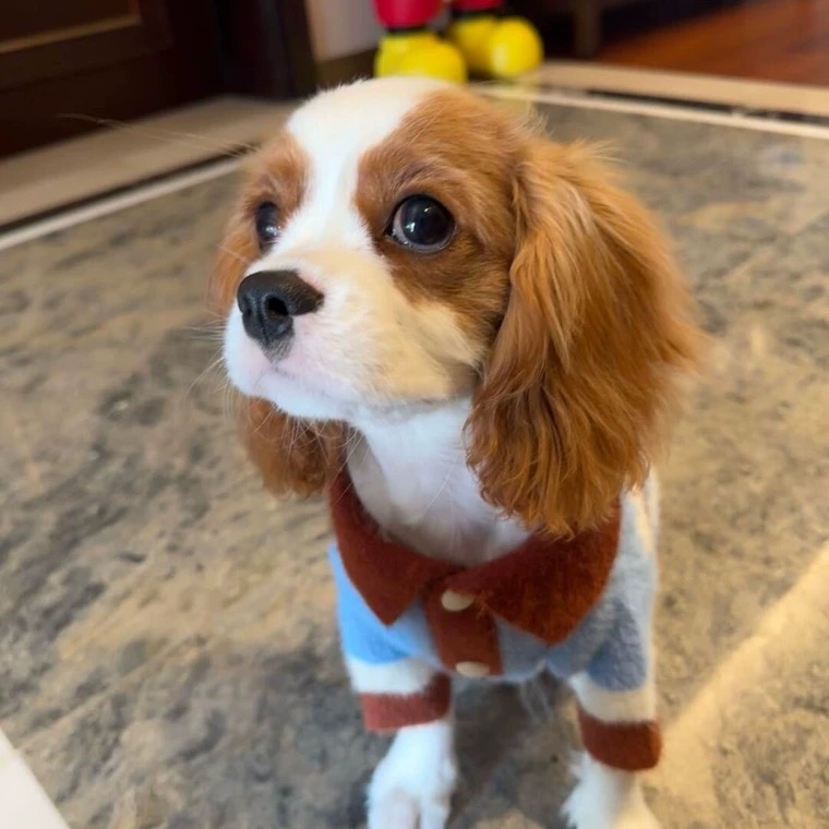小狗狗衣服宠物秋冬款泰迪比熊雪纳瑞小型犬简约秋冬毛衣外套