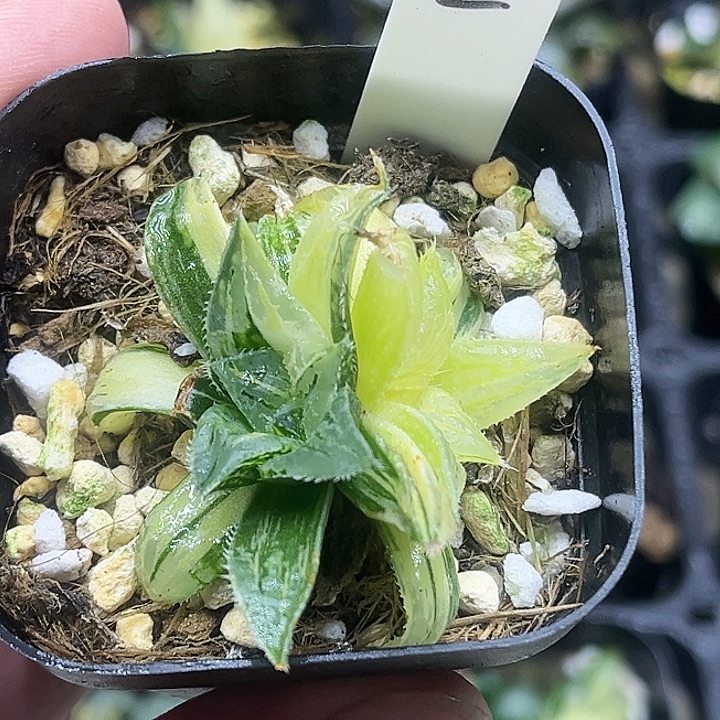 2双头实生寿锦头家多肉十二卷