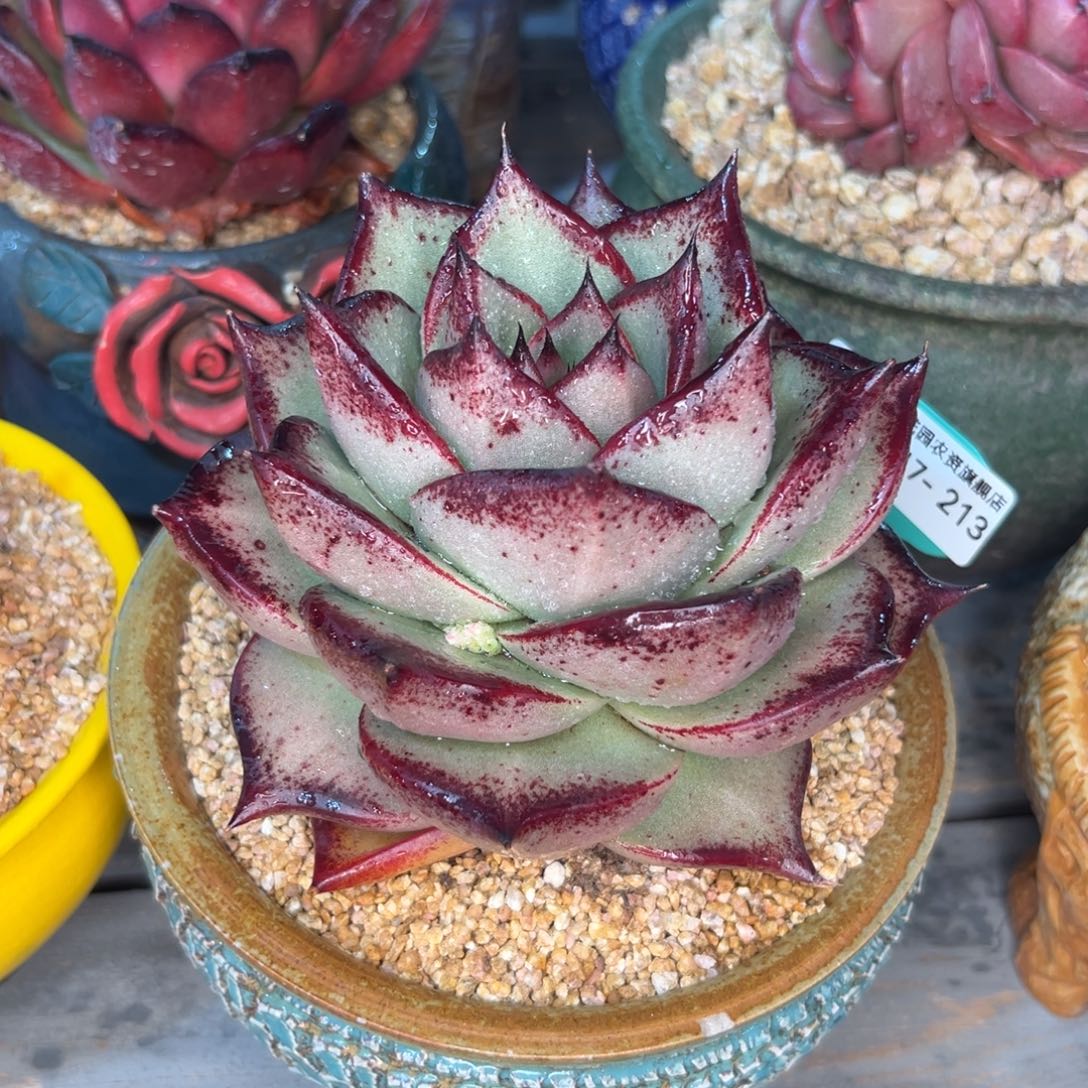 多肉一物一拍0217-213