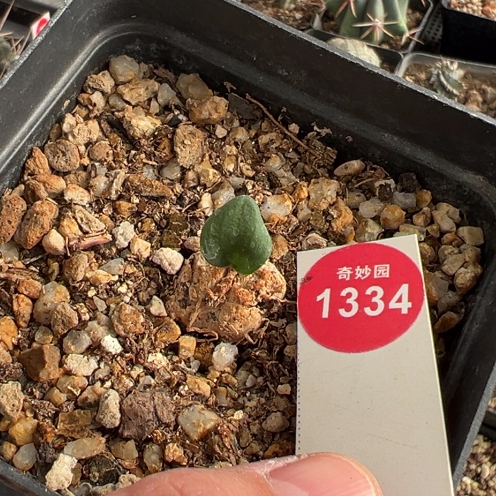爱心雾冰玉一棵仙人球2cm