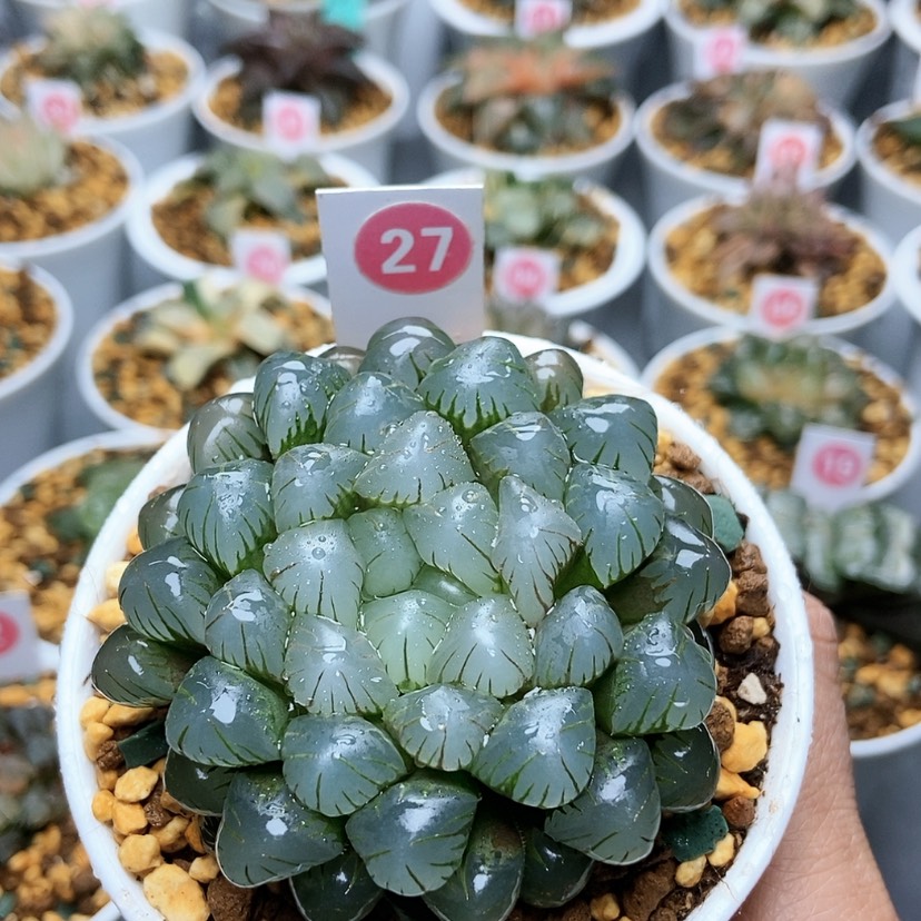 【闪购商品】27冰灯