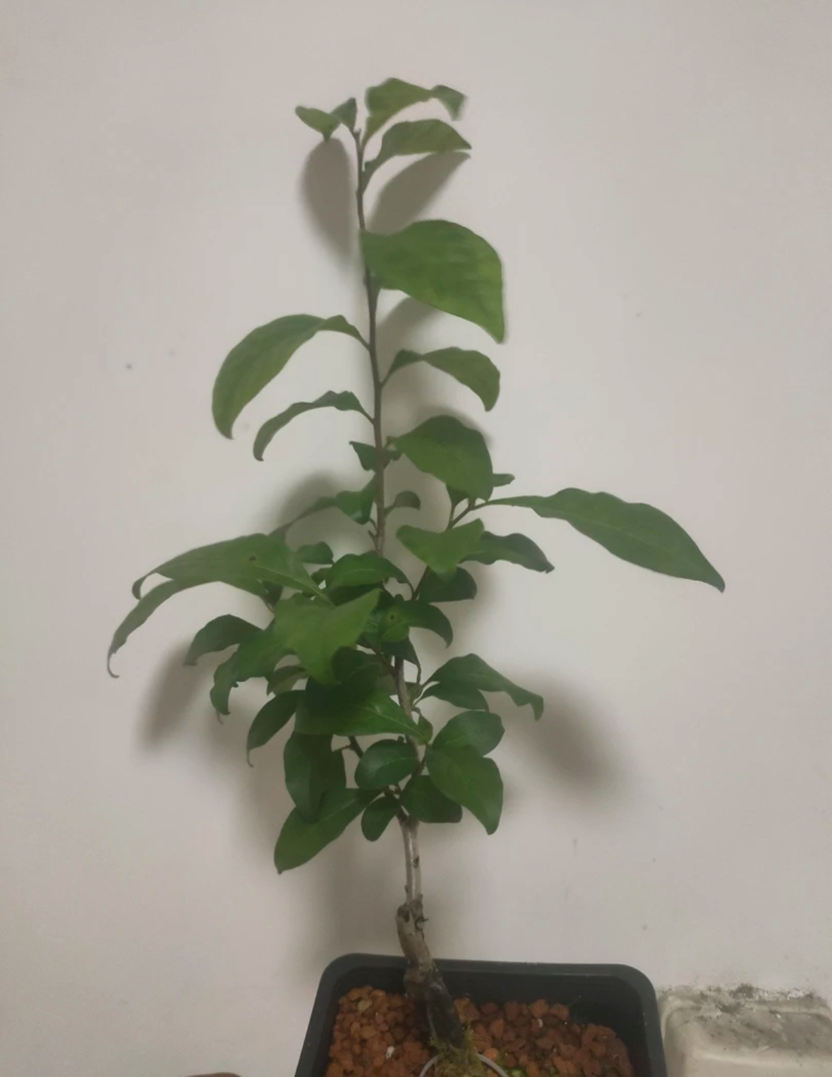 老鸦柿盆栽，拍品连接